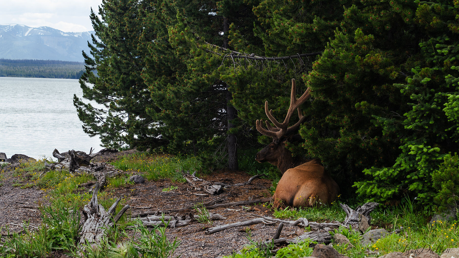 Yellowstone National Park - Wyoming