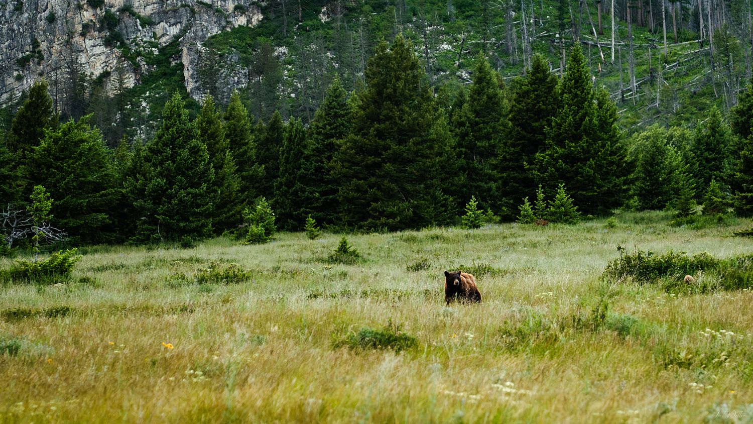 Brown Bear Landscape