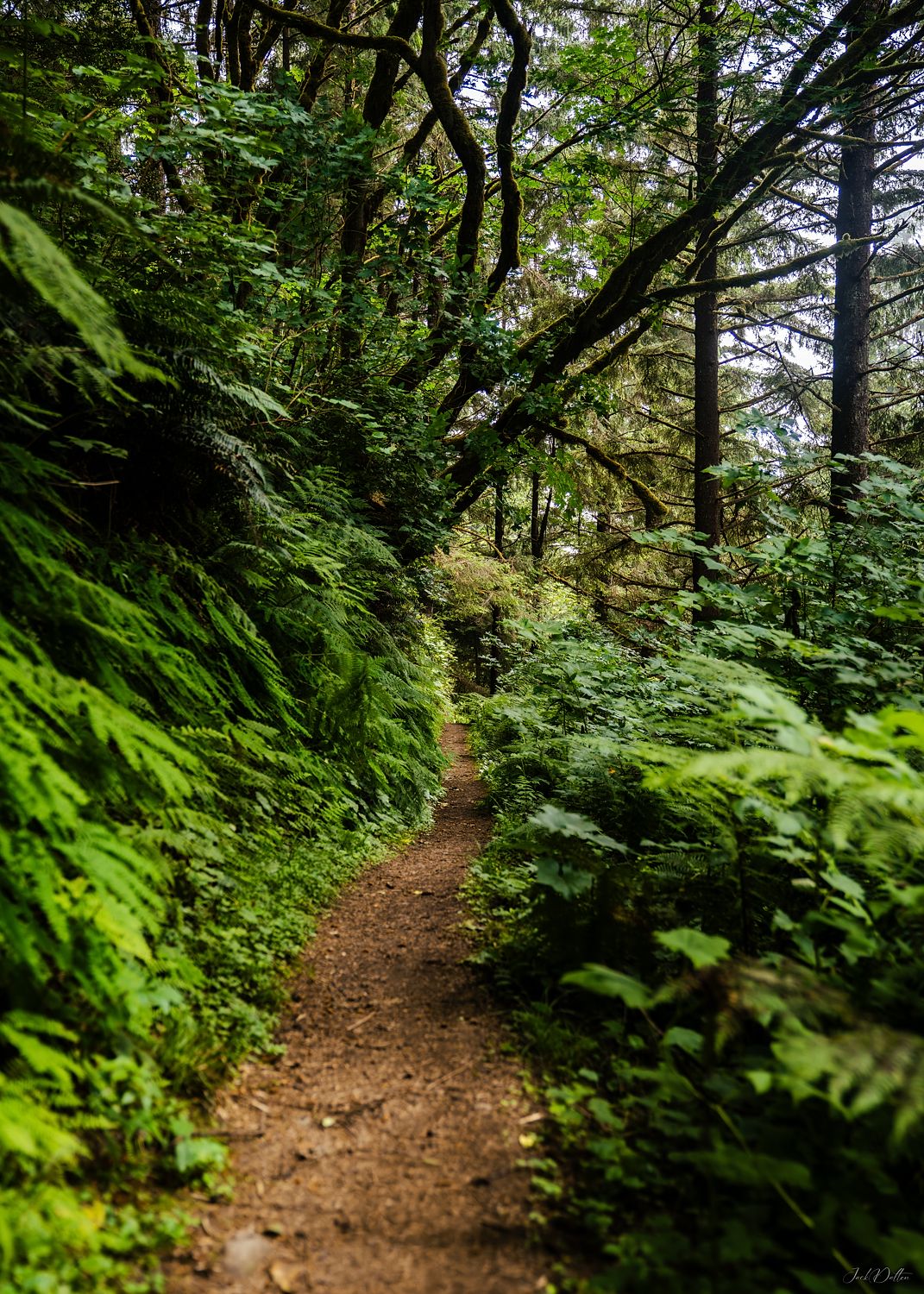 Oregon Trail Vertical Landscape